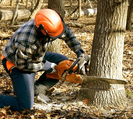 Tree Removal in New Glarus, WI